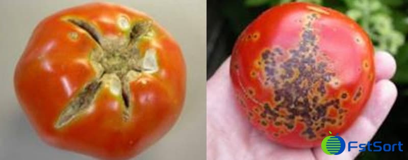 images/1711440211851Defectos del tomate2.jpg